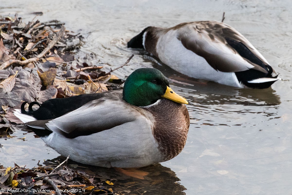 Mallard