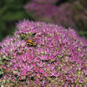 Banded Longhorn Beetle