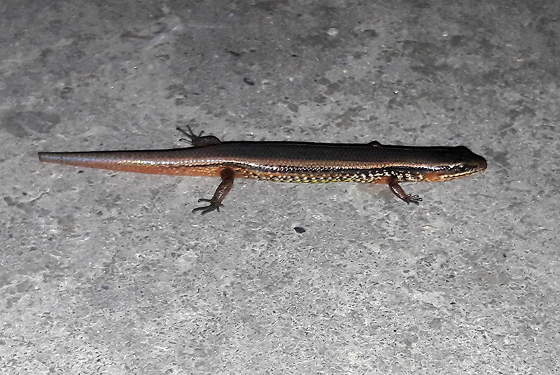 Bowring's Supple Skink