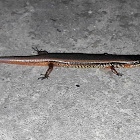 Bowring's Supple Skink