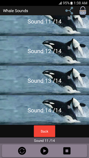 Whale Sounds