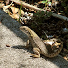 Northern Curlytail Lizard