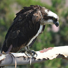 Osprey