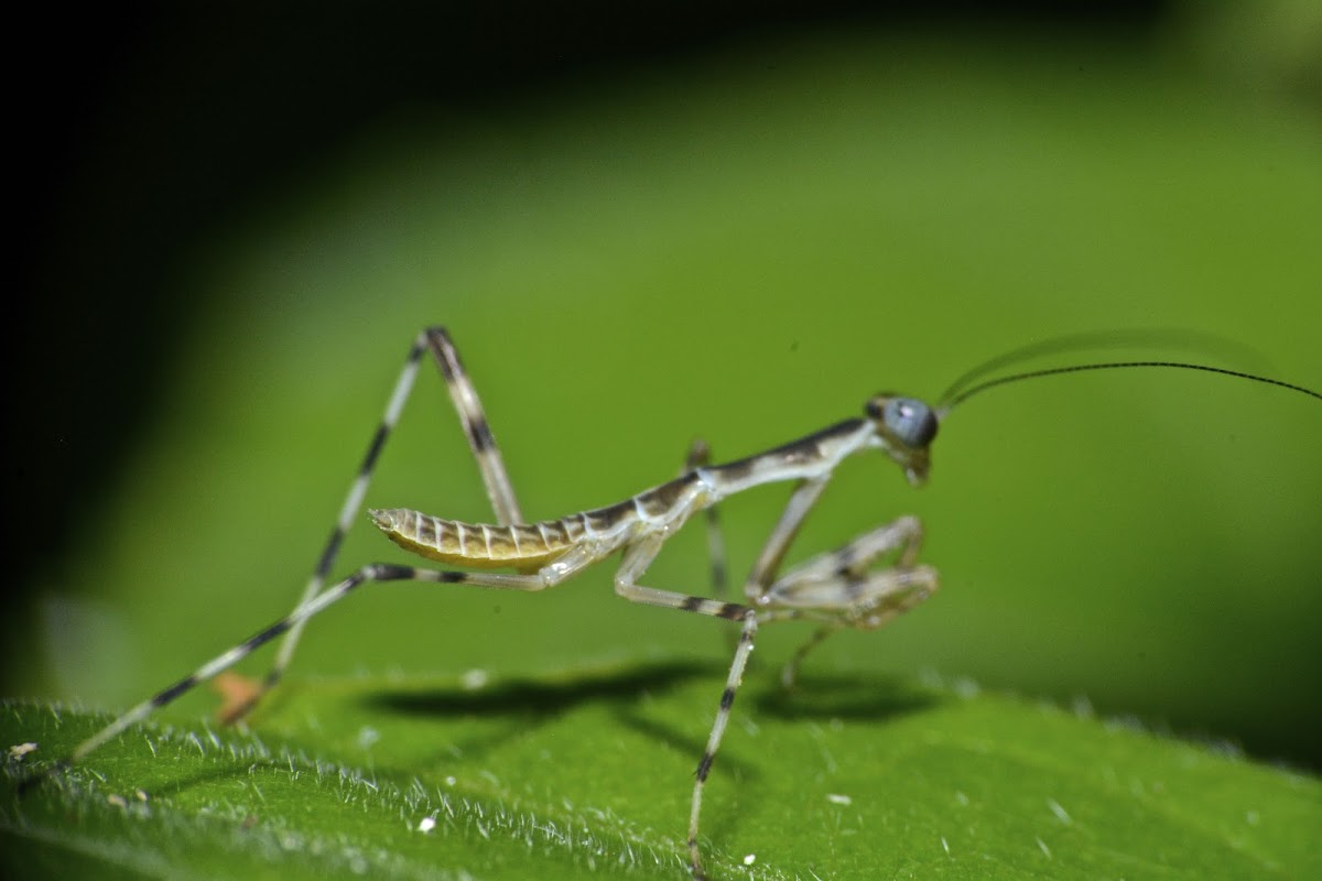 Praying Mantis