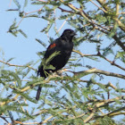 Red-winged Blackbird - Male