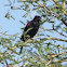 Red-winged Blackbird - Male