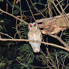 Collared Scops Owl