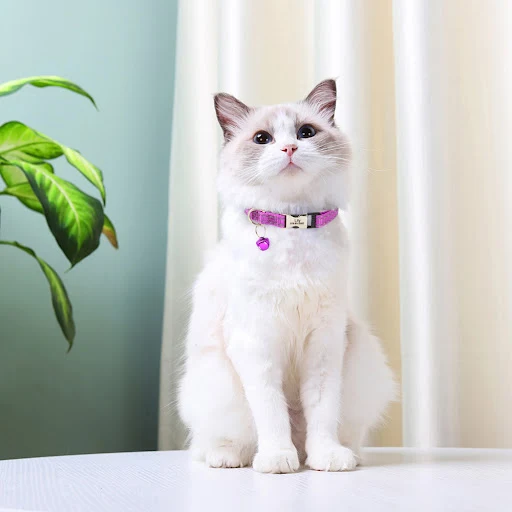 Personalized Cat ID Collar Anti-lost Puppy Cats Name Collars Custom Pet ID Name Tag Collars For Small Dogs Cats Bell Acc