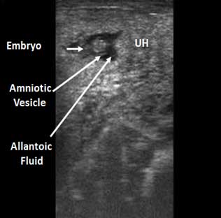 Ultrasonographic image of a 28 day gestation in a female buffalo. The amniotic vesicle that contains the embryo is visible as well as the allantoic fluid. At this stage, it is possible to visualize the heartbeat.