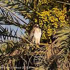 Buzzard; Ratonero Común