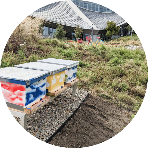 Bee boxes at Gradient Canopy