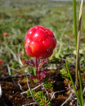 An under-ripe cloudberry. The berries turn orange when they are ready to eat