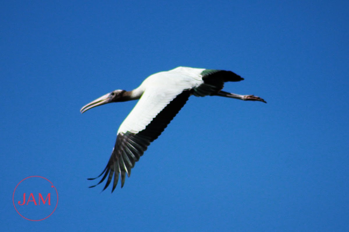 Wood Stork