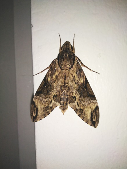 Privet Hawk Moth