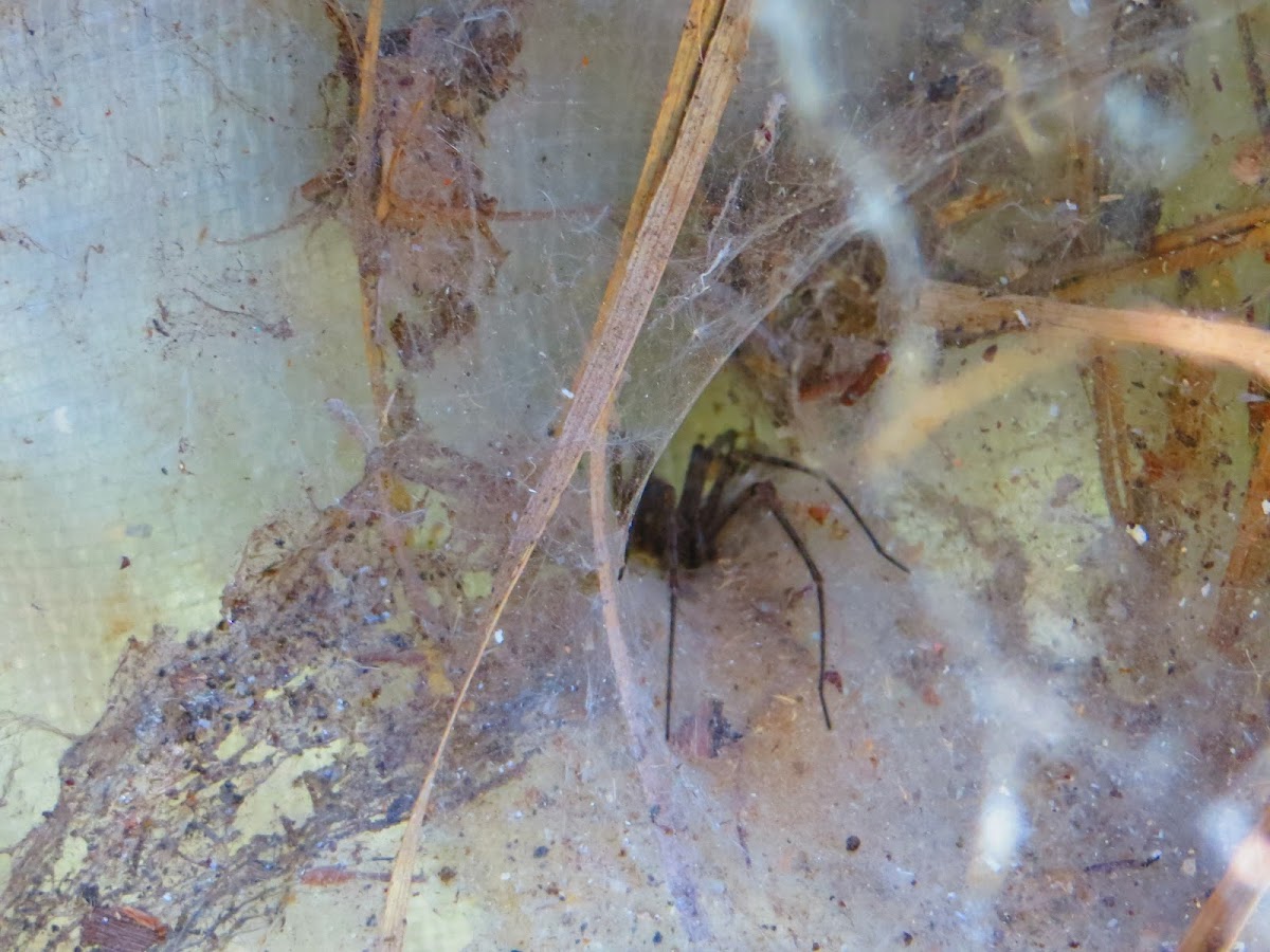 Funnel Web Spider