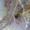 Funnel Web Spider