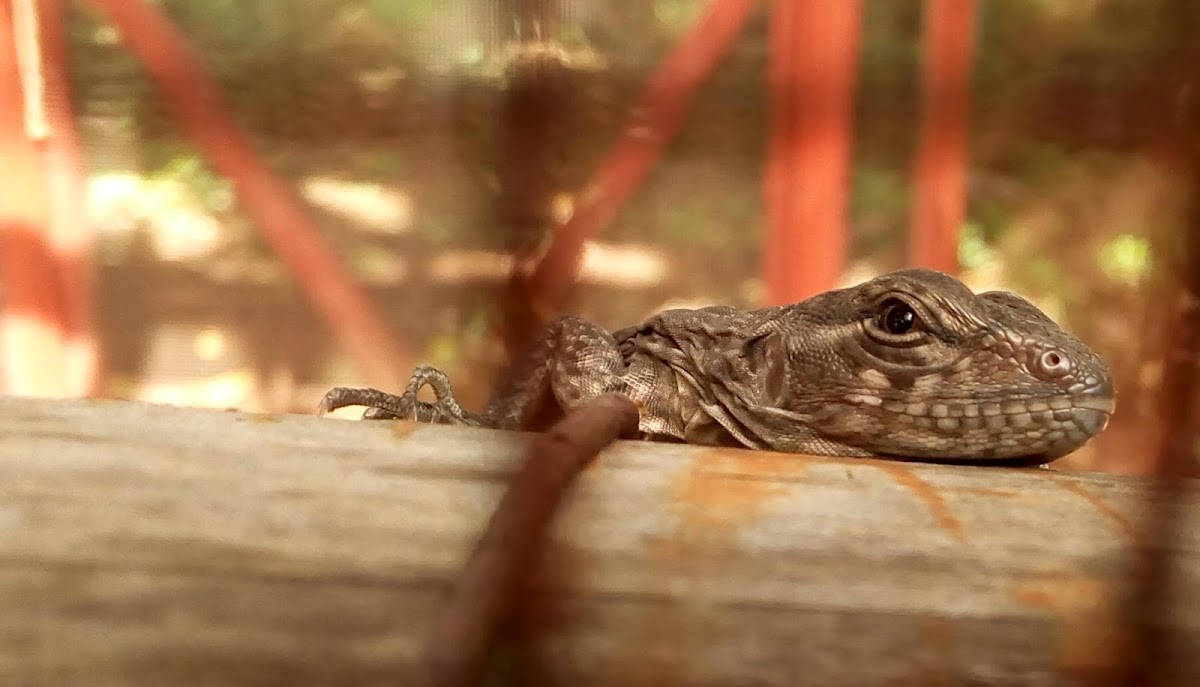 Spiny tailed “swamper” Iguana