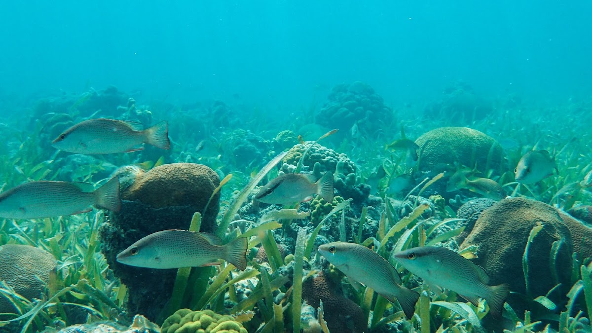 Gray Snapper