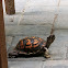 Eastern Box Turtle