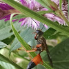 Great Golden Digger Wasp