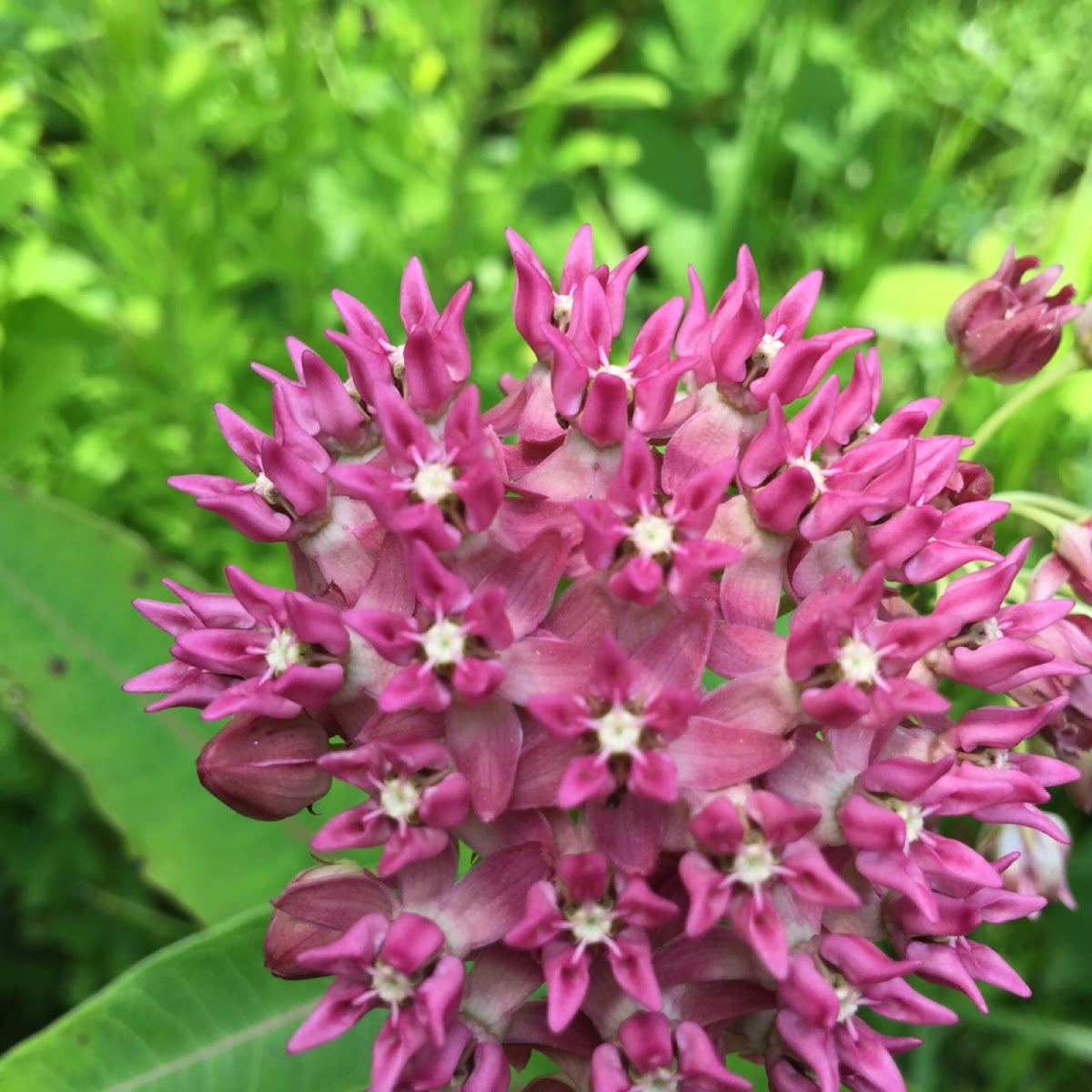 Purple milkweed