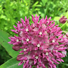 Purple milkweed