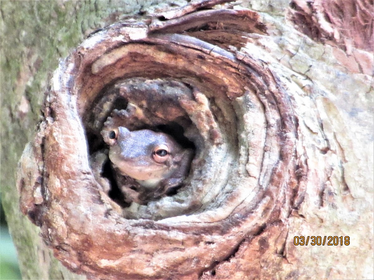 Tree frog