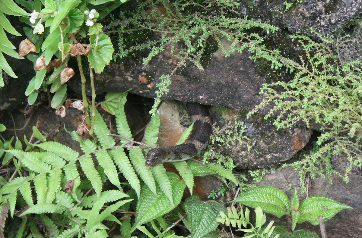 Boulenger's Keelback