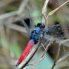 Crimson-tailed Marsh Hawk