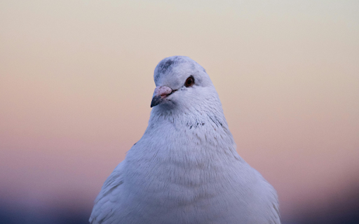 A white bird sitting on a fence screenshot 1