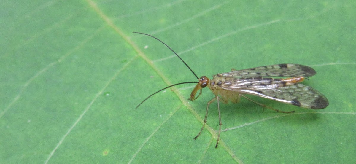 Common Scorpionfly, female