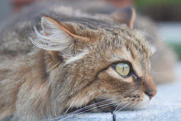 occhi di gatto di Ylle