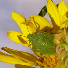 Green stink bug