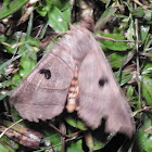 Yellow underwing moth