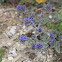 Dyers' bugloss