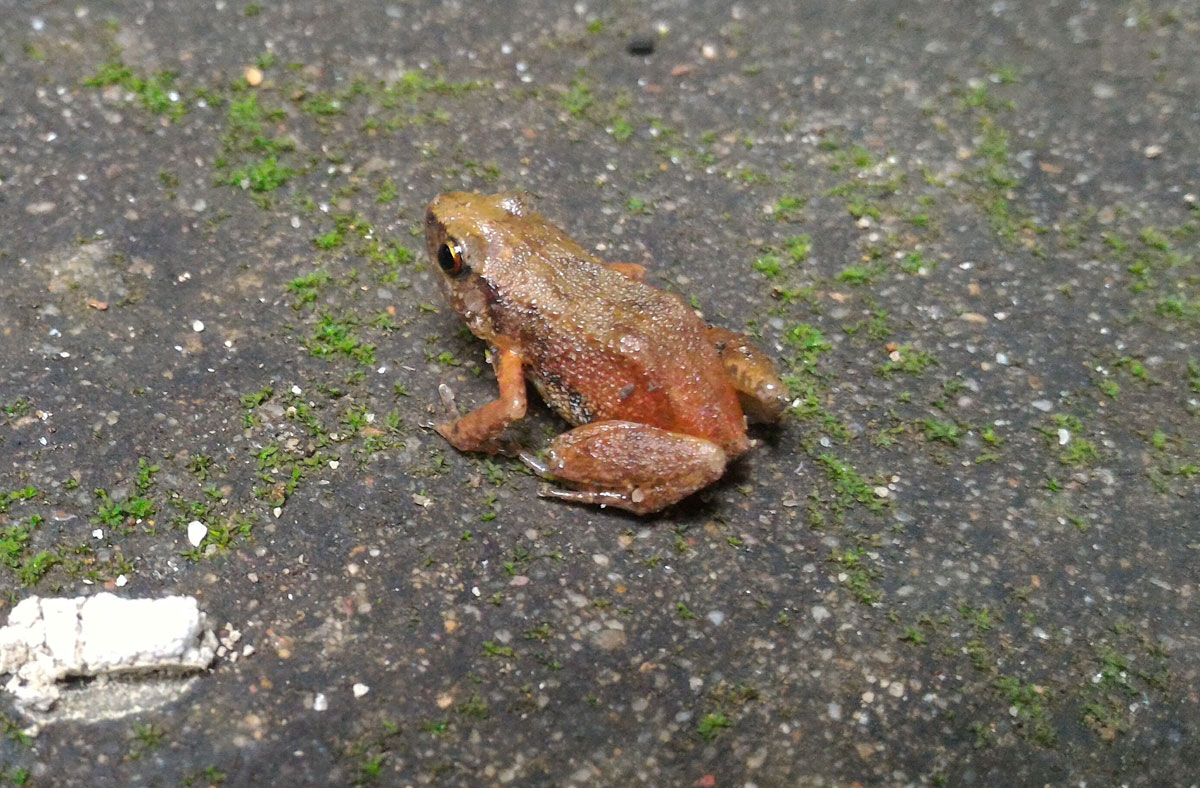 Puddle Frog