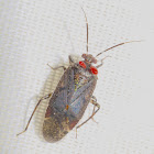 Plant Bug with Mites