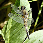 Four-spotted Chaser