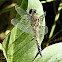 Four-spotted Chaser