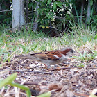 Chipping sparrow