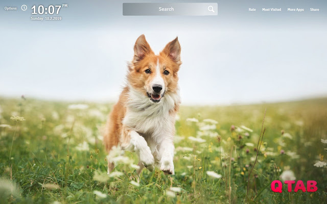 Border Collie Wallpapers Theme New Tab