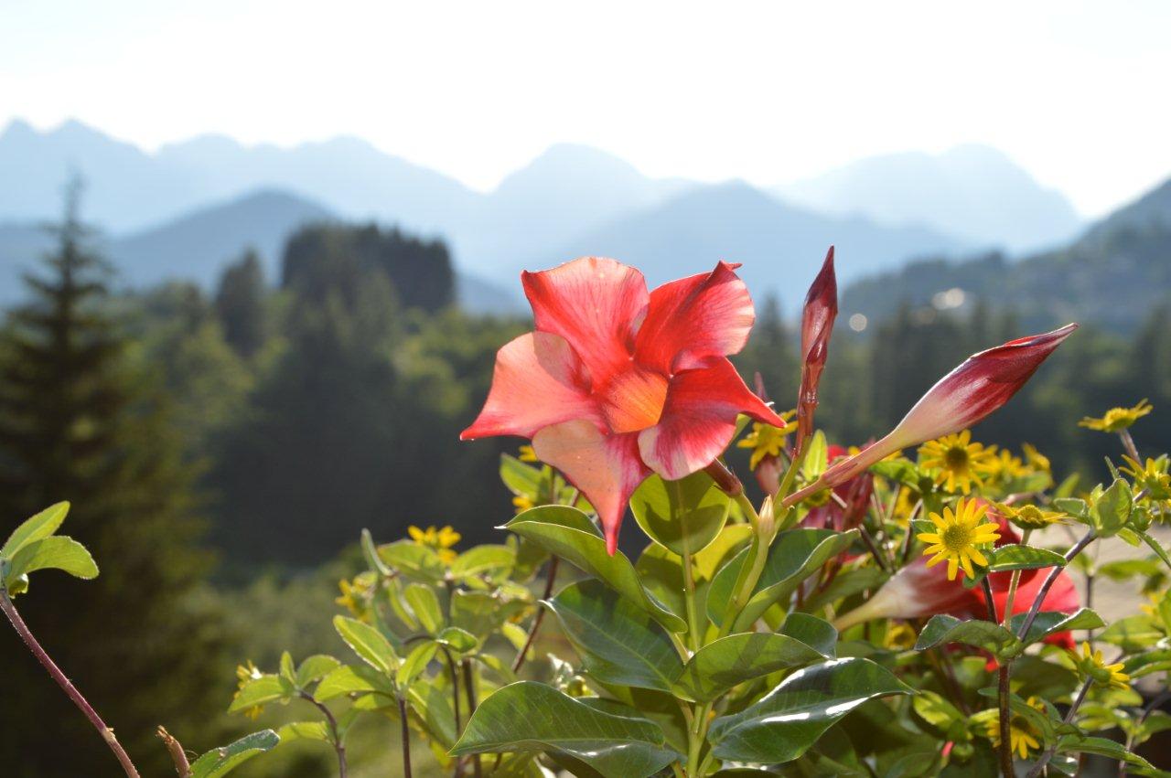 estate in fiore di SofiaDM