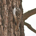 Brown Creeper