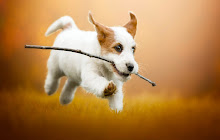 Jack Russell Terrier Wallpaper New Tab small promo image