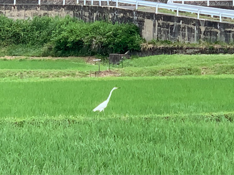 の投稿画像2枚目