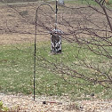 Brown Chickadee