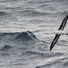 Black-browed albatross