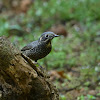 Chestnut-bellied Rock Thrush