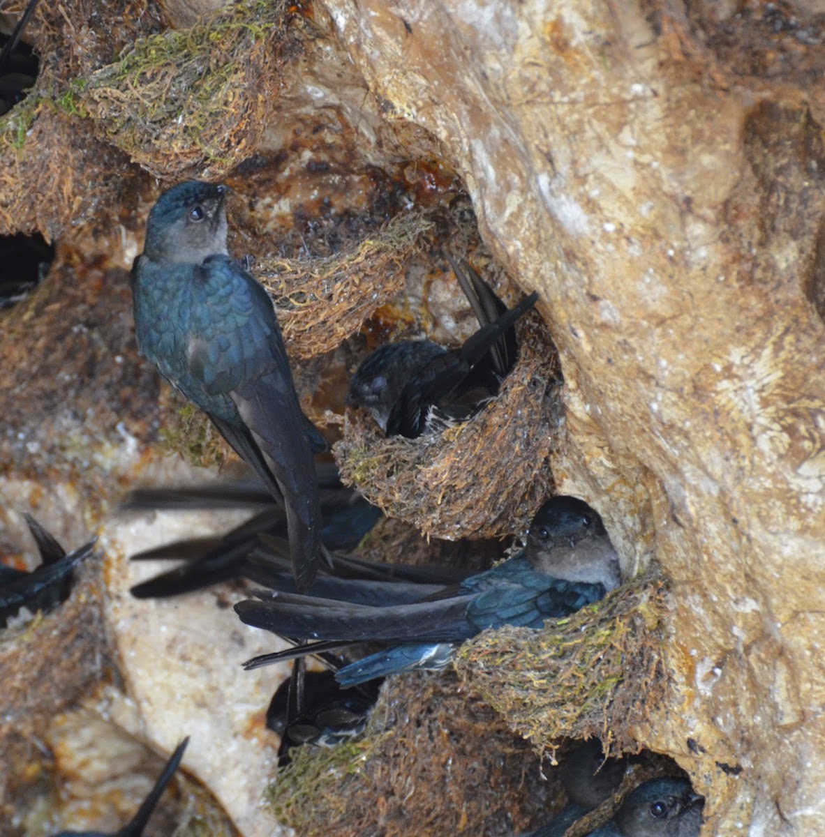 Mossy-Nest Swiftlet