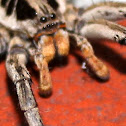 Araña lobo